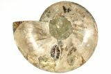 Cut & Polished, Agatized Ammonite Fossil - Madagascar #207434-4